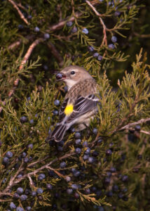 Yellow rump with a cedar berry in its beak.