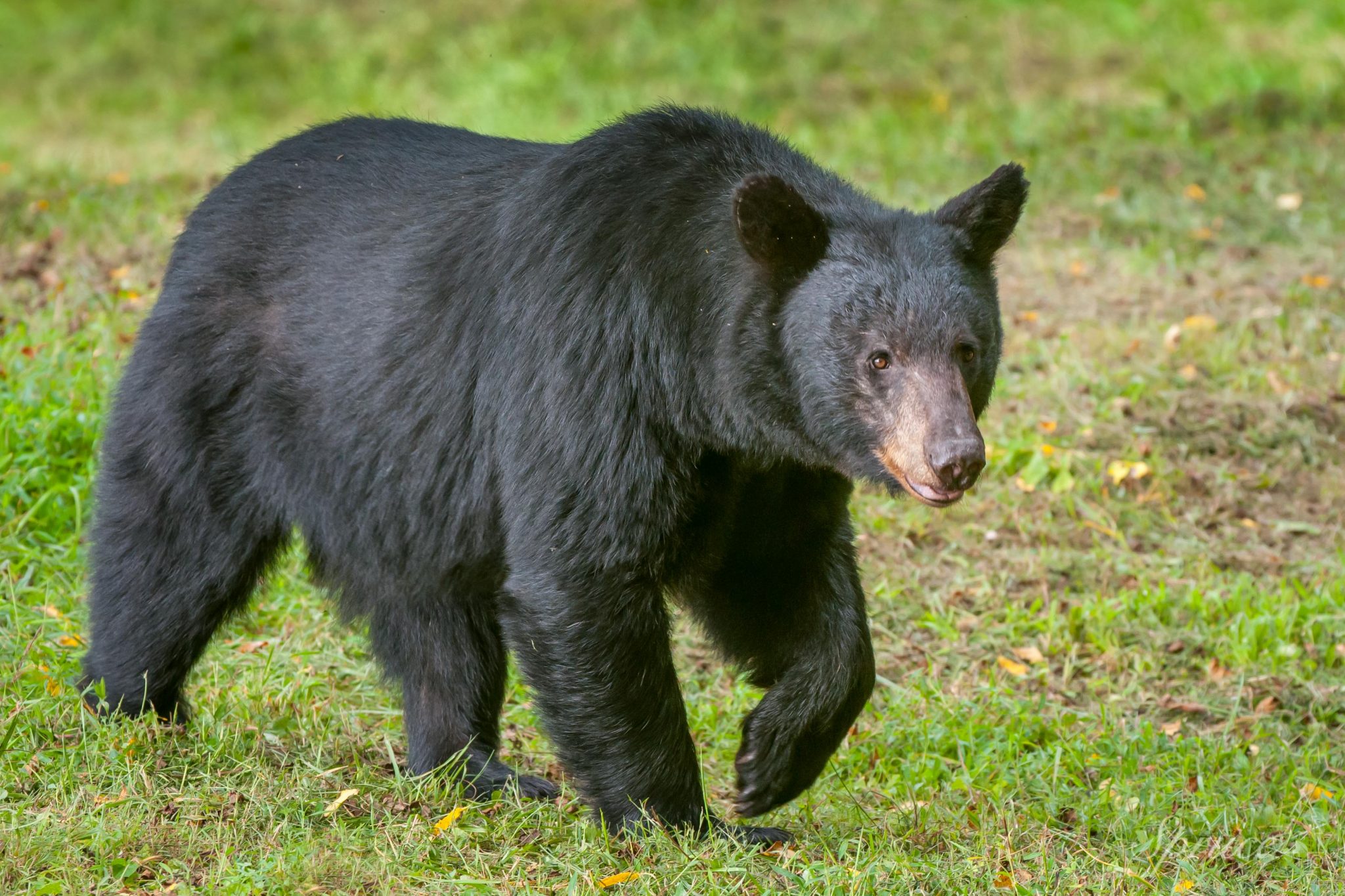 Black Bears - Cades Cove Gallery