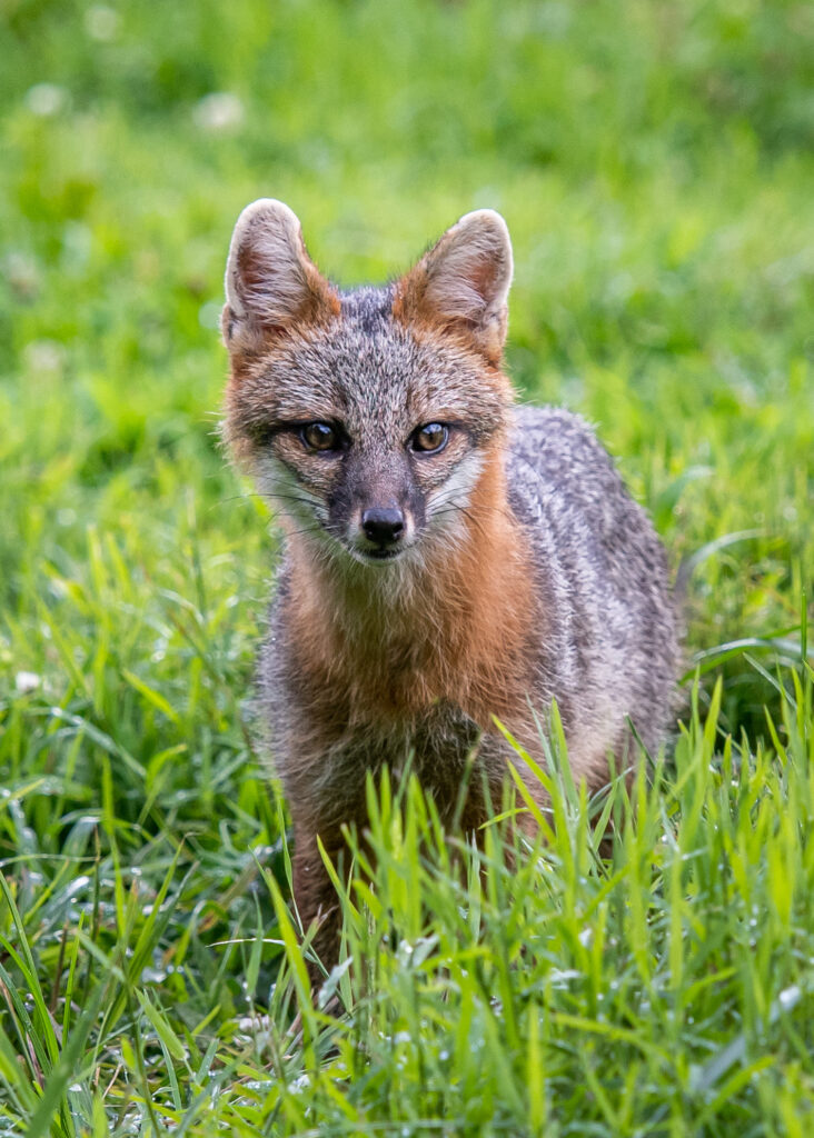 Smoky Mountain Wildlife Photos, Photographer Barry Spruce, Prints available at Cades Cove Gallery in Townsend TN.