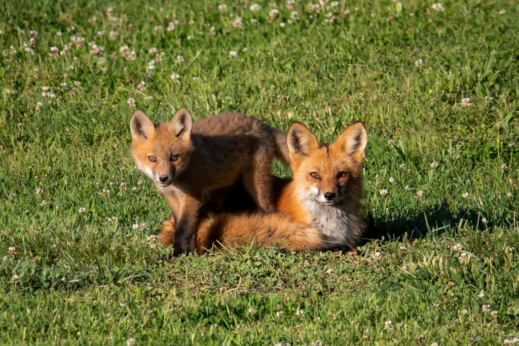 Smoky Mountain Wildlife Photos, Photographer Barry Spruce, Prints available at Cades Cove Gallery in Townsend TN.