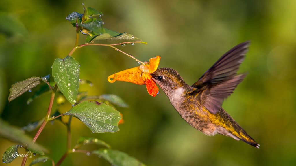 Ruby-throated hummingbird drinking nectar from an orange jewelweed blossom.