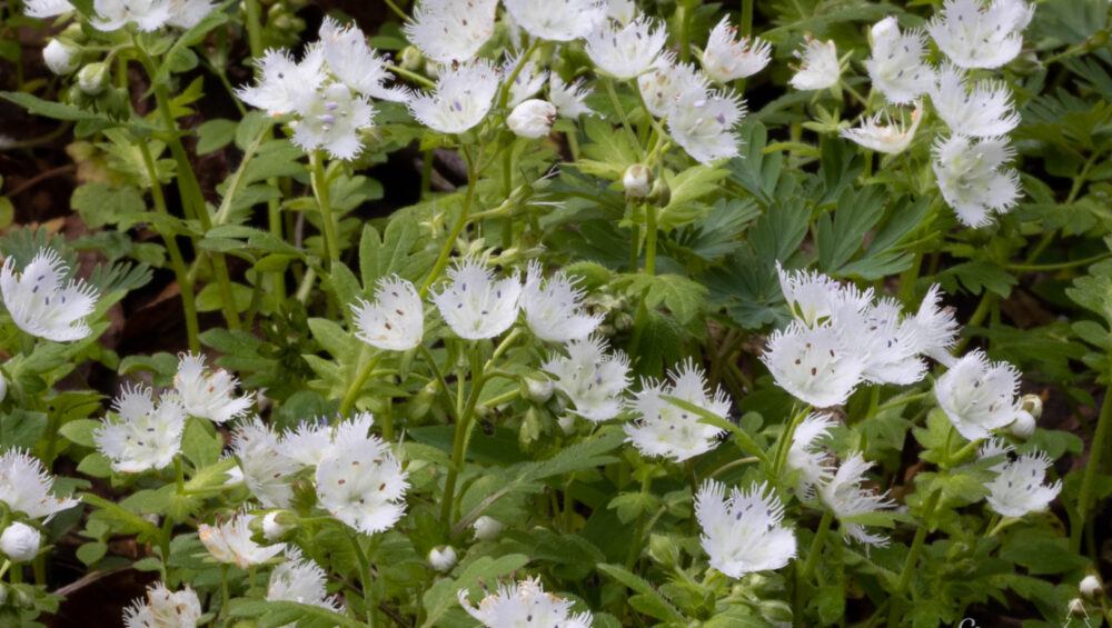group of white phacelia blooming