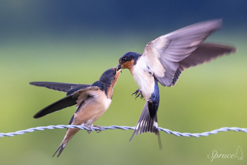 Barn Swallow adult feeding chick