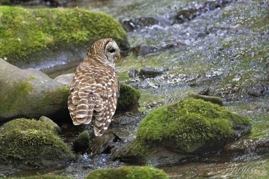 Barred Owl hunting in a creek in the Smoky Mountains