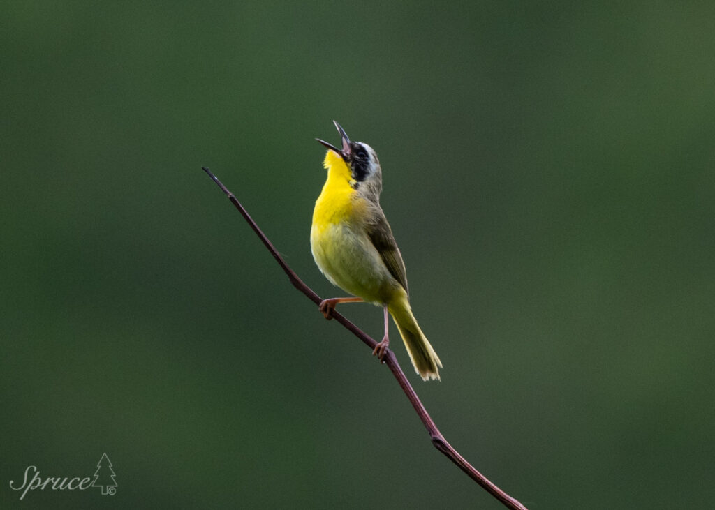 Male Common Yellowthroat perched on branch singing