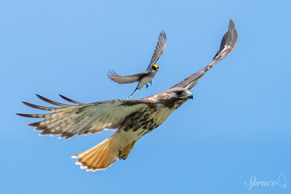 Eastern Kingbird chasing a Red-Tailed Hawk from its territory