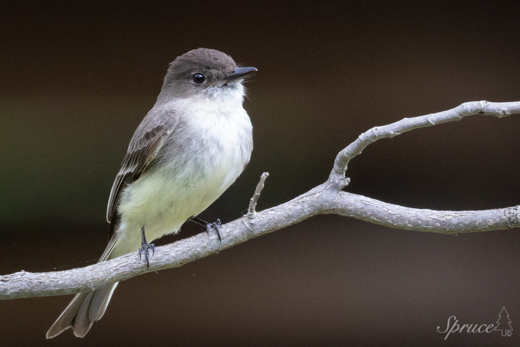 Easter Phoebe perched on a branch