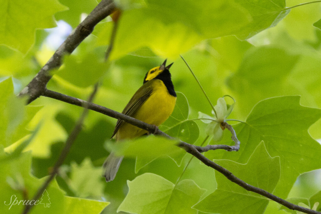 Male Hooded Warbler perched in tree singing