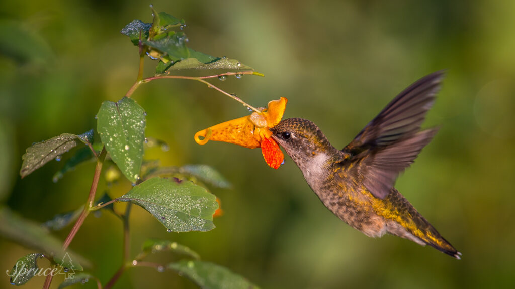 Ruby-throated Hummingbird sipping nectar from a Jewelweed