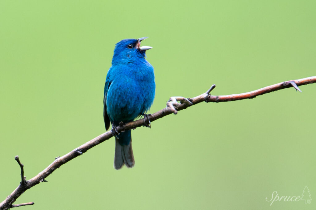 Male Indigo Bunting perched on branch singing