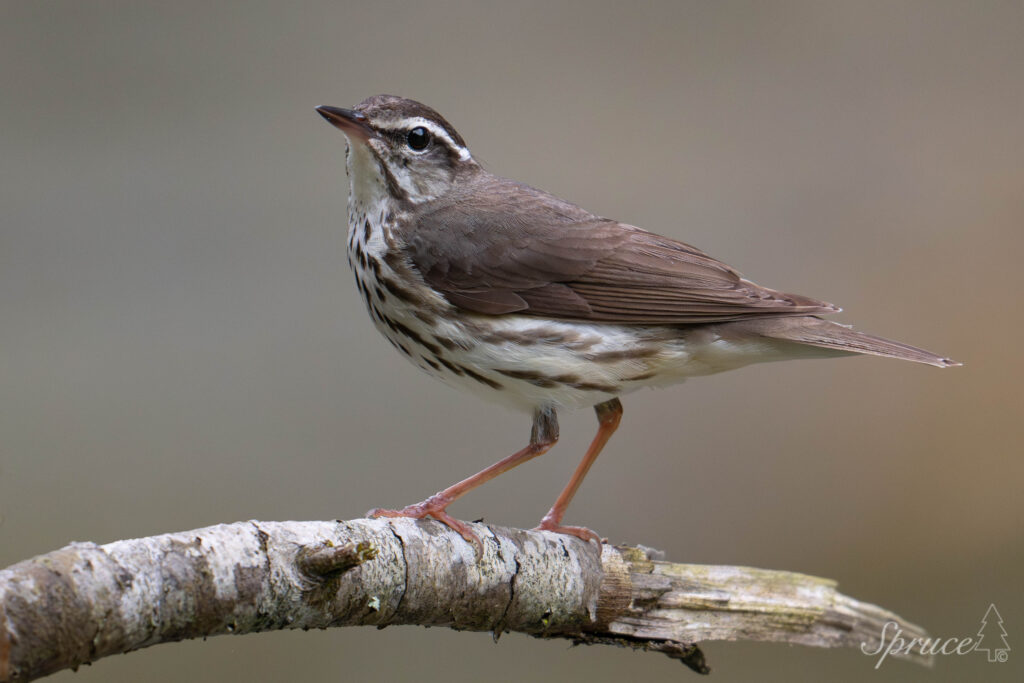 Louisiana Waterthrush