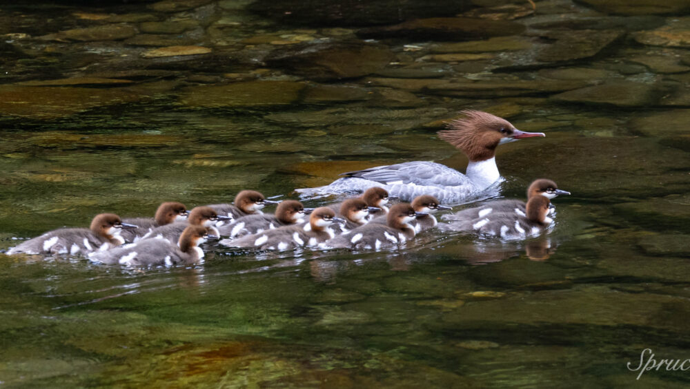 Common Merganser female swimming in river surrounded by chicks