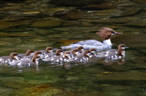 Common Merganser female swimming in river surrounded by chicks