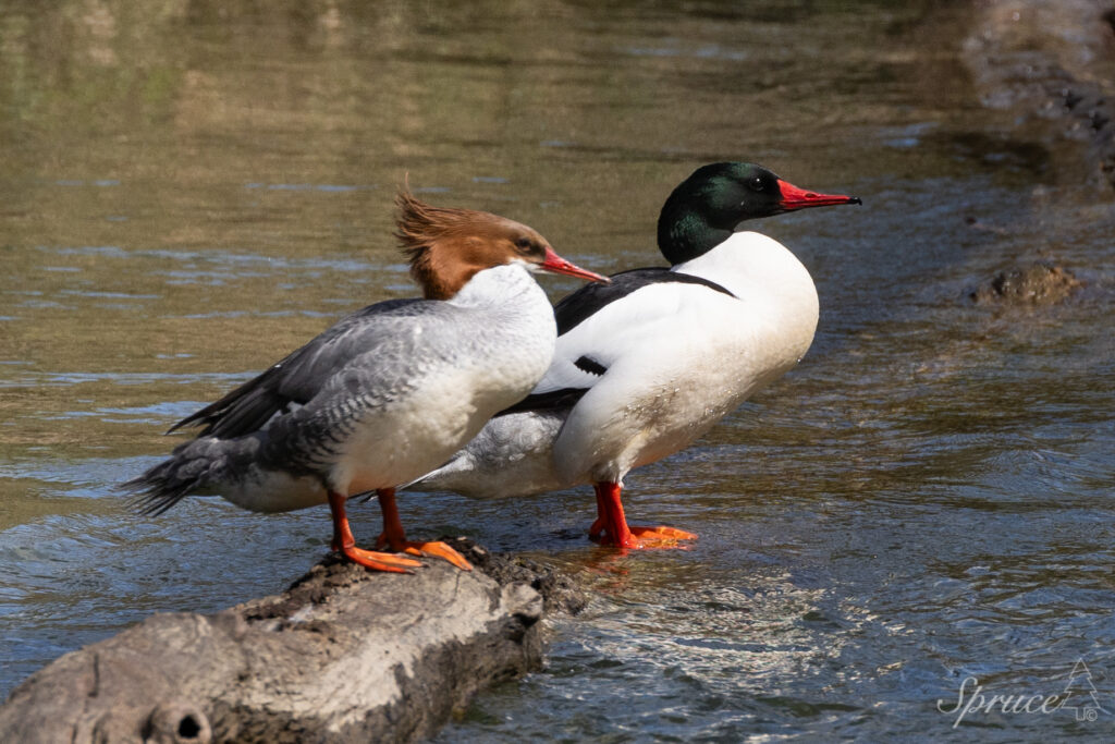 Male and female Common Merganser standing on a rock in the river