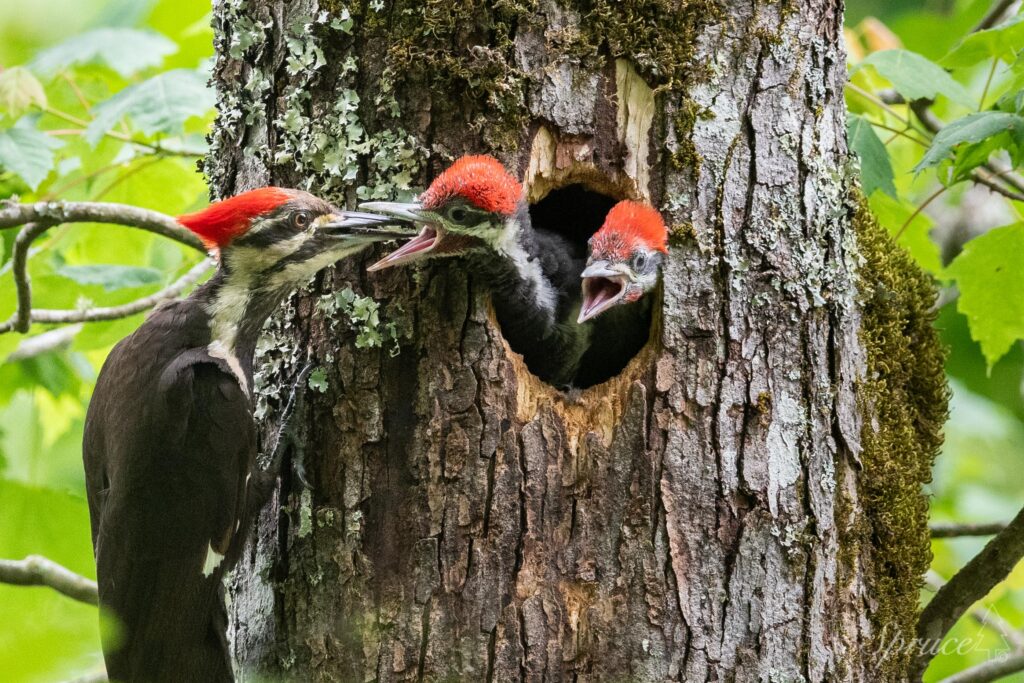 Pileated Woodpecker feeding chicks in a nesting hole in a tree