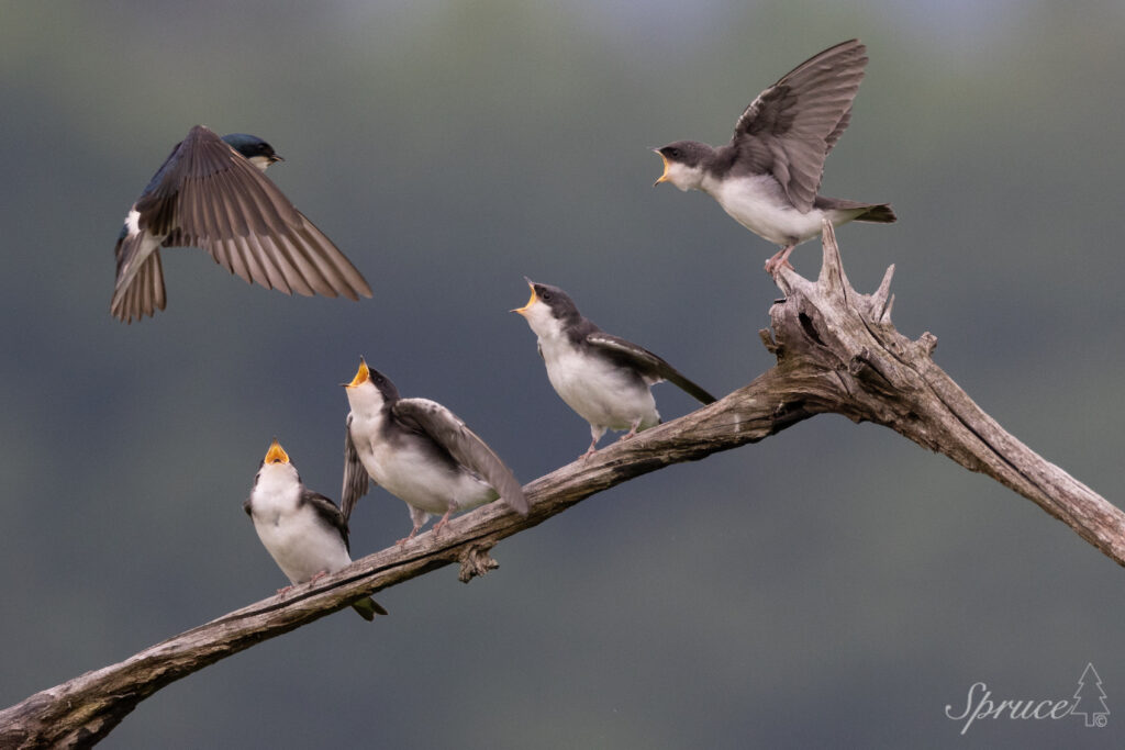 Tree Swallow flying in to feed chicks who are perched on a branch