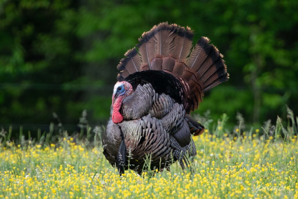 Male turkey fanning in a field of yellow flowers