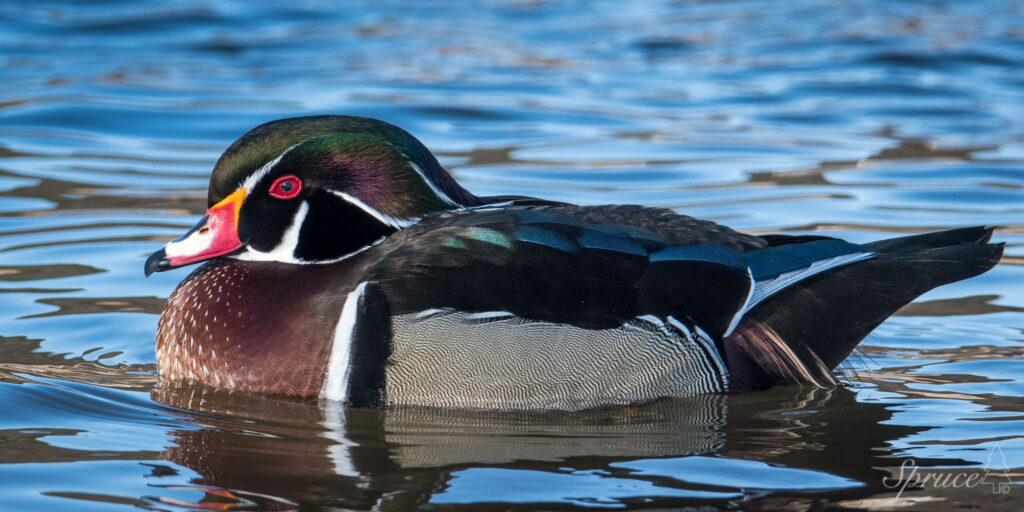 Male Wood Duck