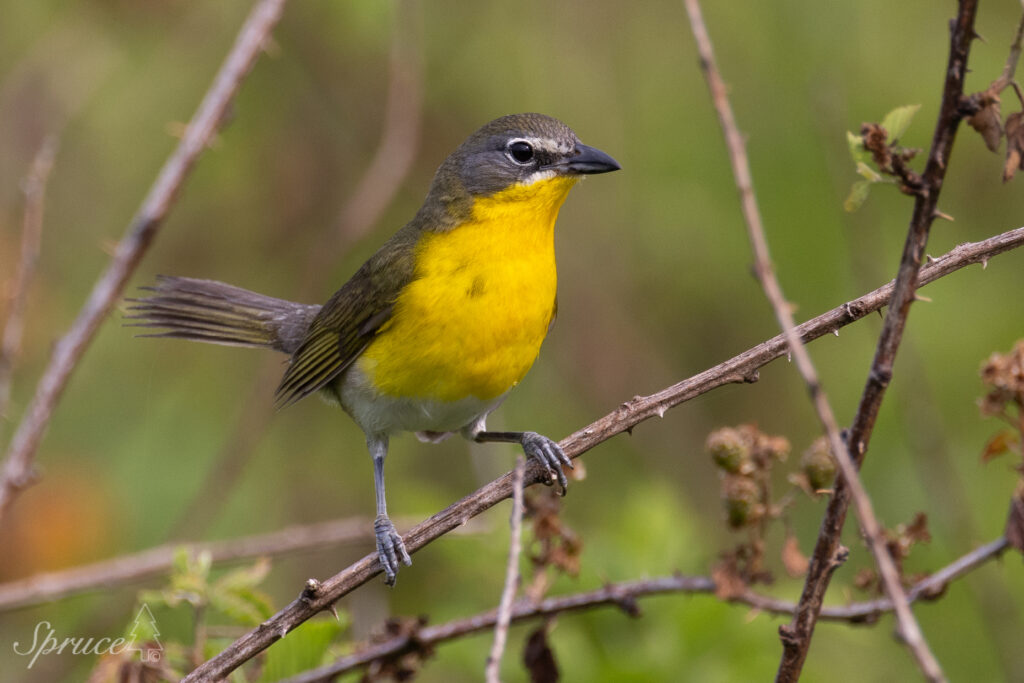 Yellow-breasted Chat perched on blackberry briar